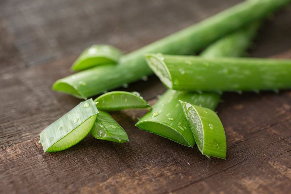 Corte de la aloe vera