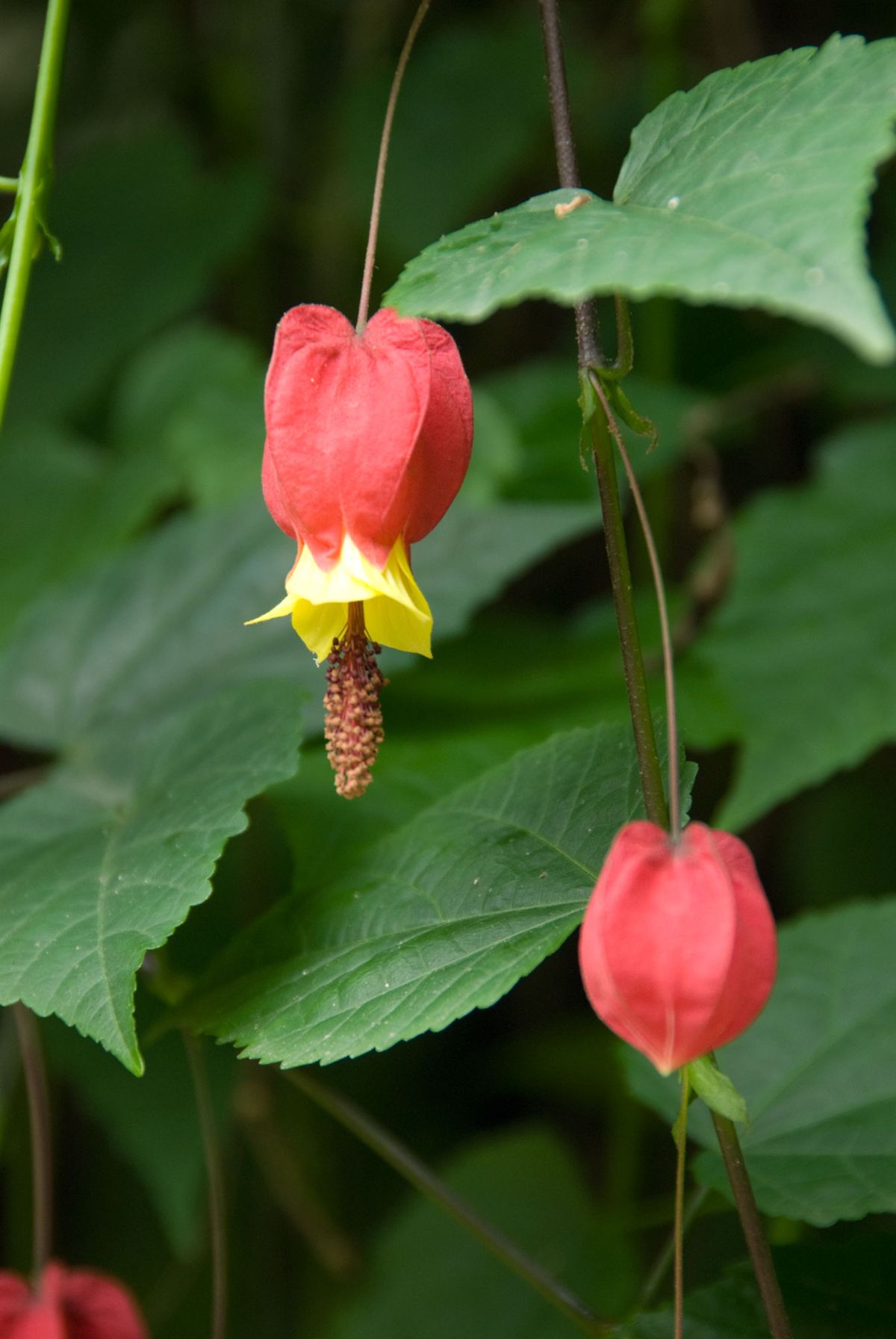 diferentes plantas decorar fachadas abutillon