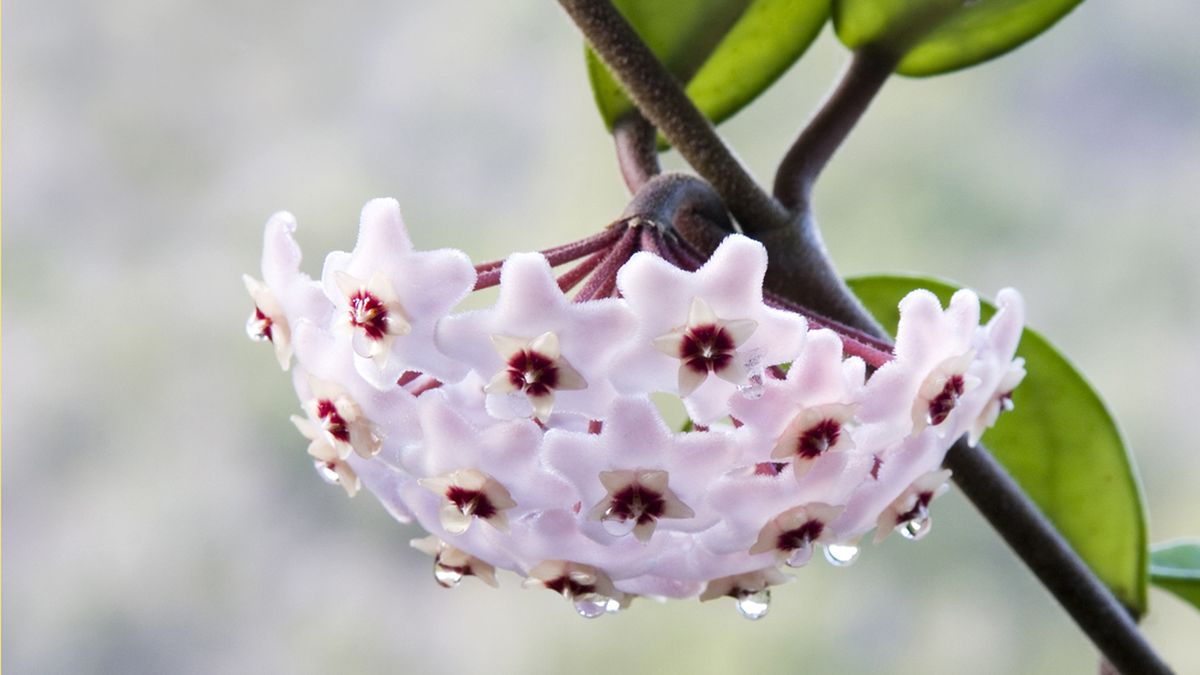 Hoya carnosa planta olor