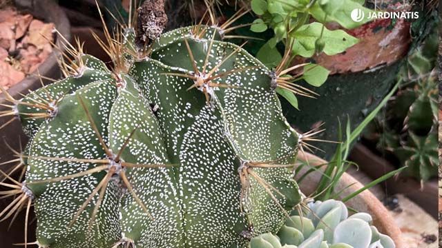 pinchos mecanismo de defensa cactus jardinatis