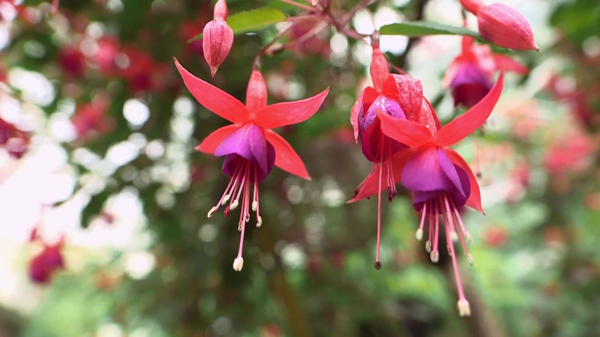 brico 0958 oendientes de la reina caracteristicas