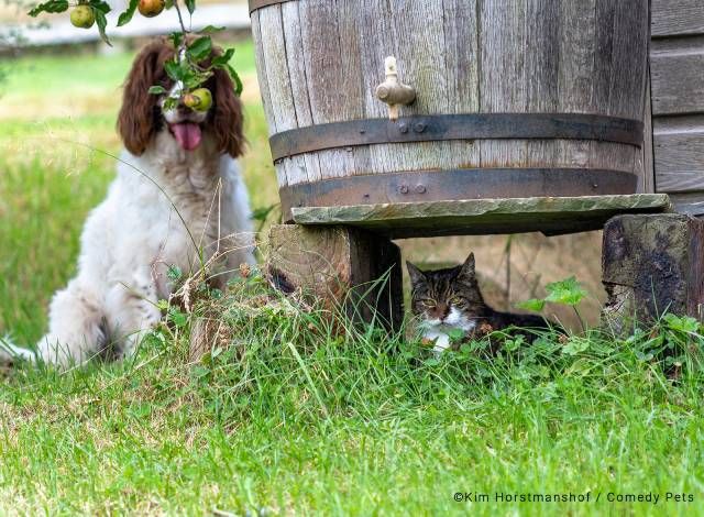 finalista9 premios fotografia Comedy Pet Photo Awards 2023