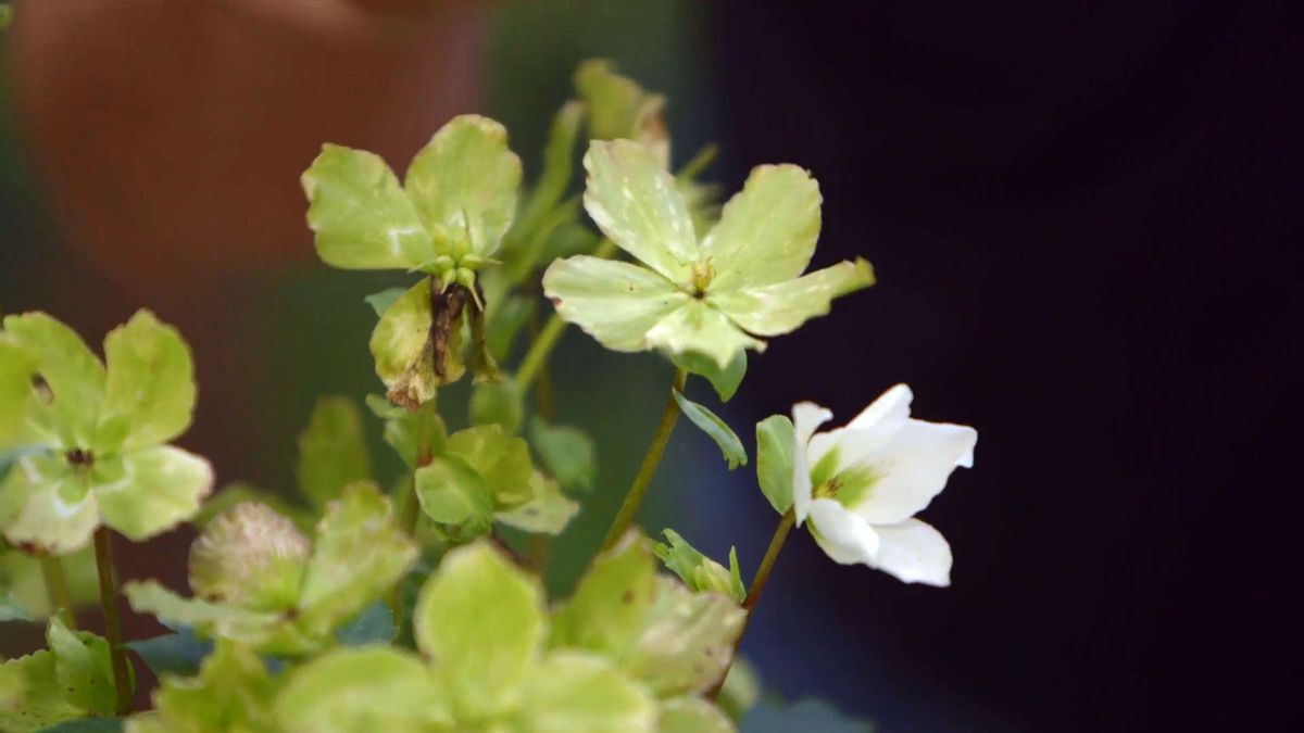 brico 0905 3 1 helioboro rosa invierno flor madura