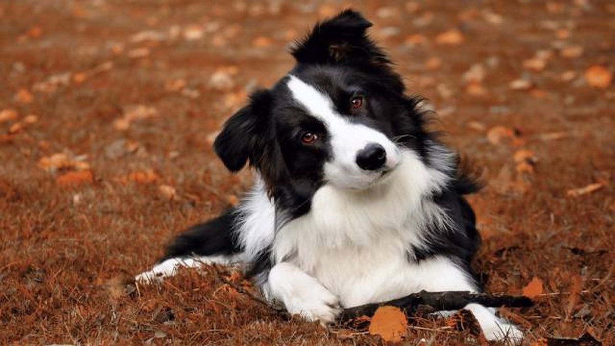 border collie (2)