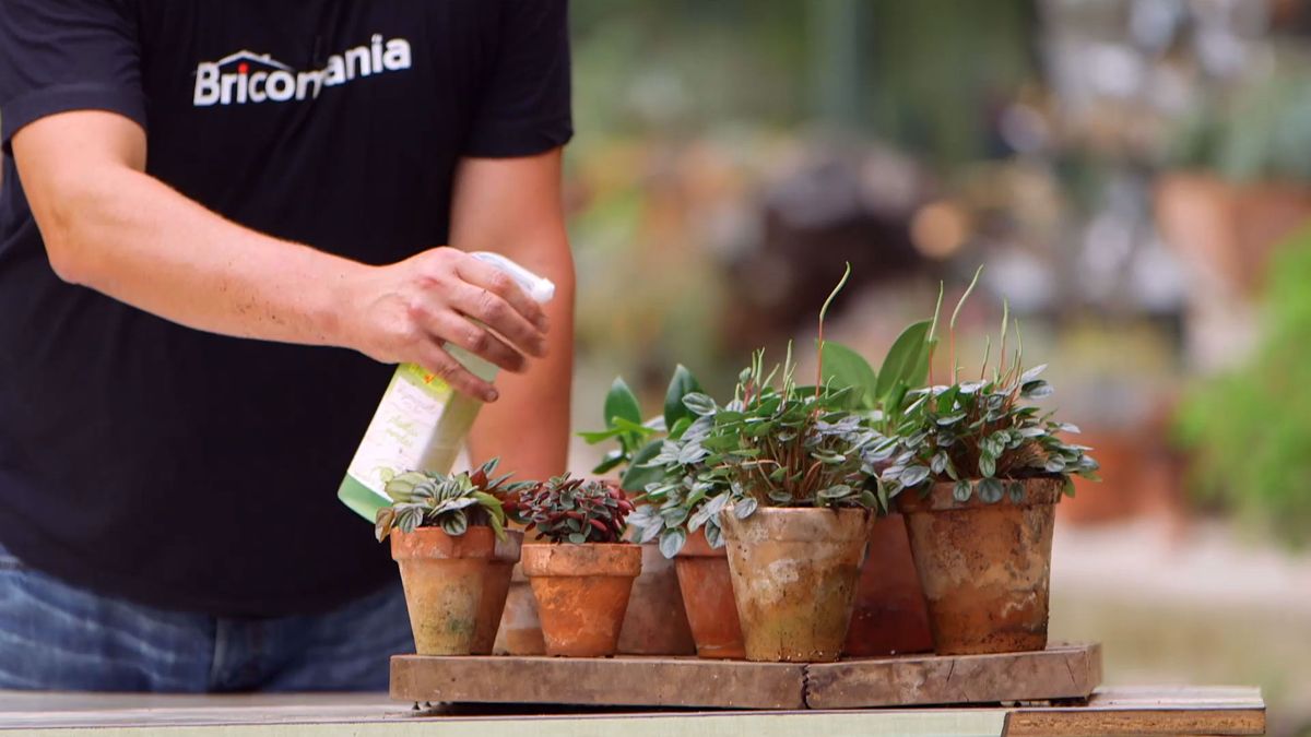 Abono foliar sobre mini peperomias