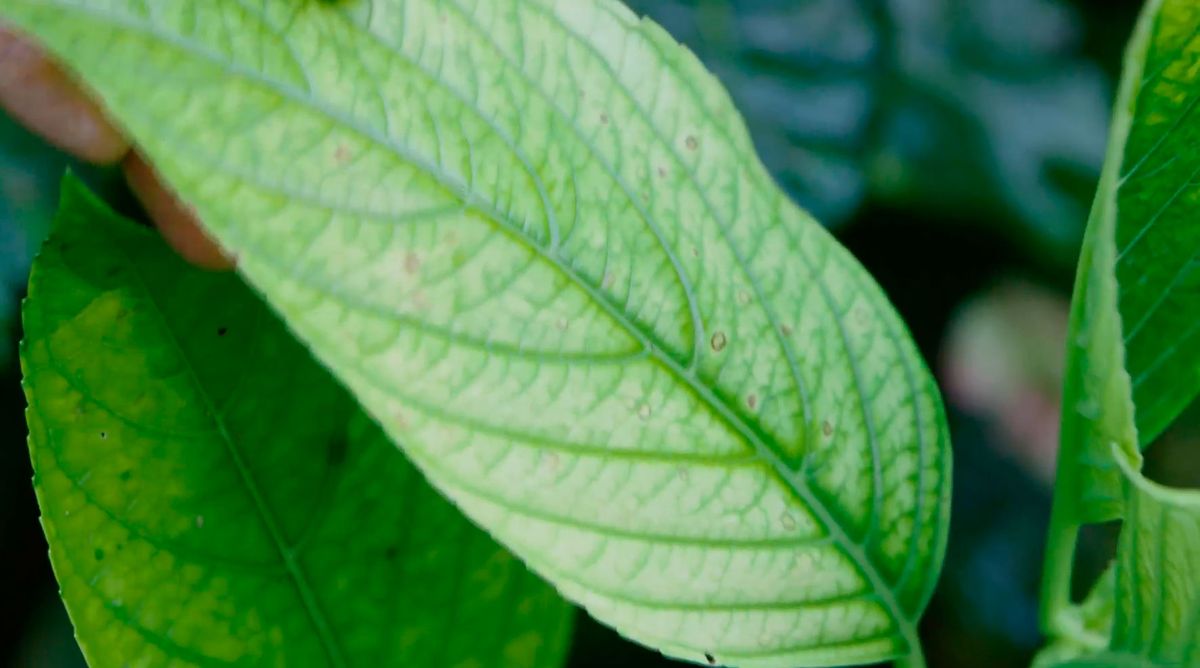 bricojardin923 hortensias magical otono hojas