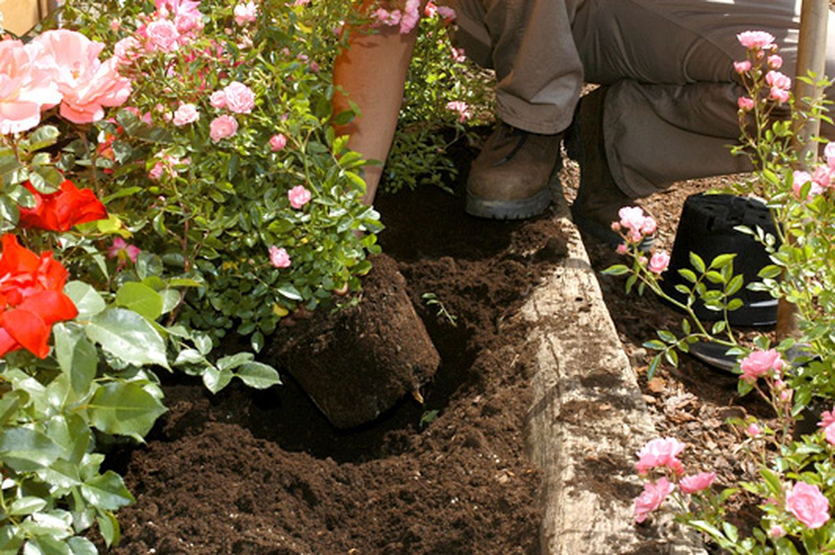 rosales arbustivos cubresuelos p3