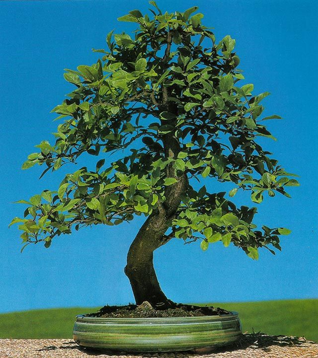 bonsai vertical