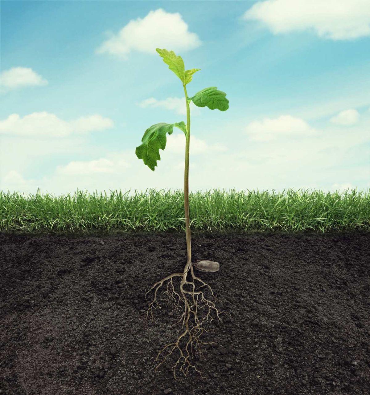 Raíces de una planta.