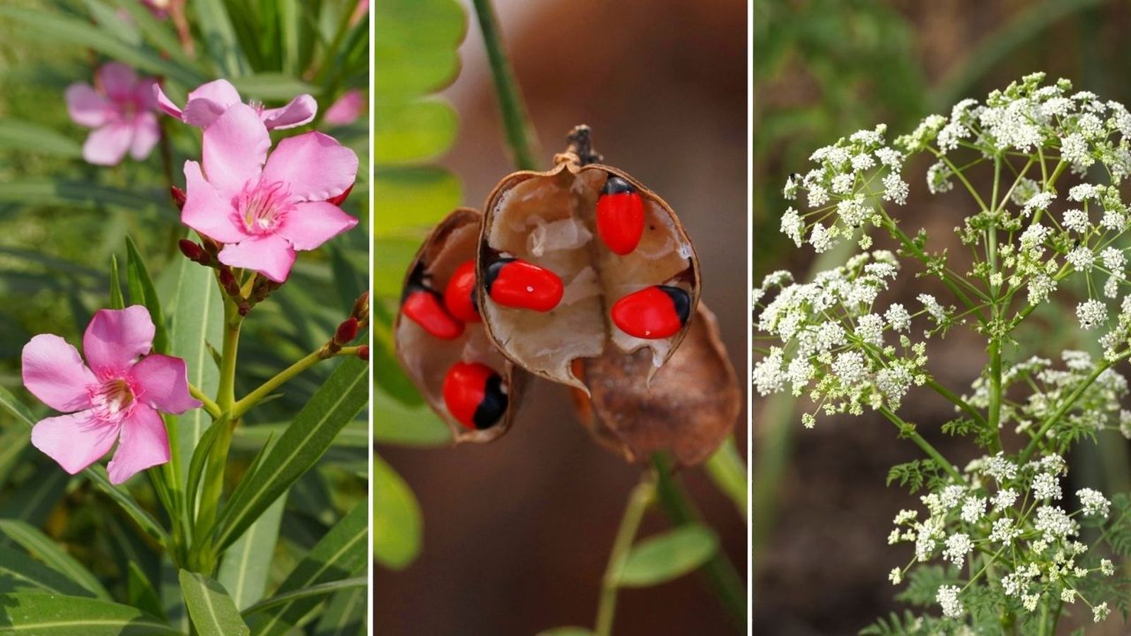 las plantas mas venenosas de la tierra