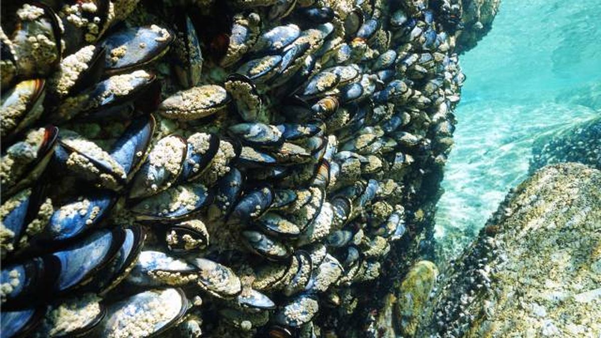 animales que empiezan por M mejillon