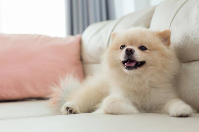 Los colores del Pomerania son varios, aunque los más comunes son el blanco, el negro, el crema y el naranja