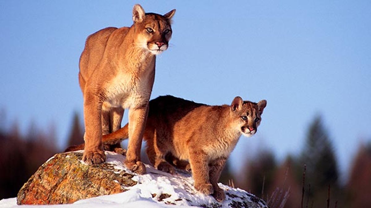 puma leon americano 2 madre cria