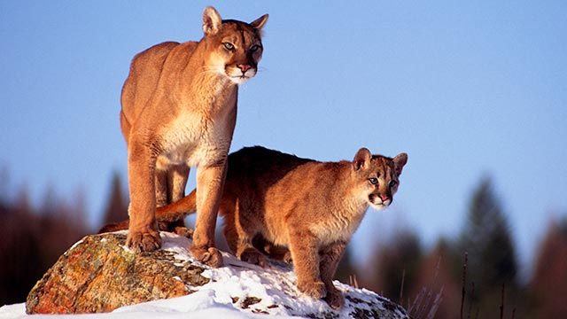 puma leon americano 2 madre cria