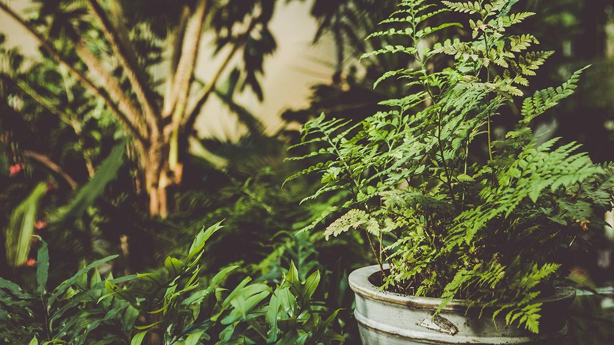 brico 1016 jardin Helecho rustico ssplenium parvati trasplante