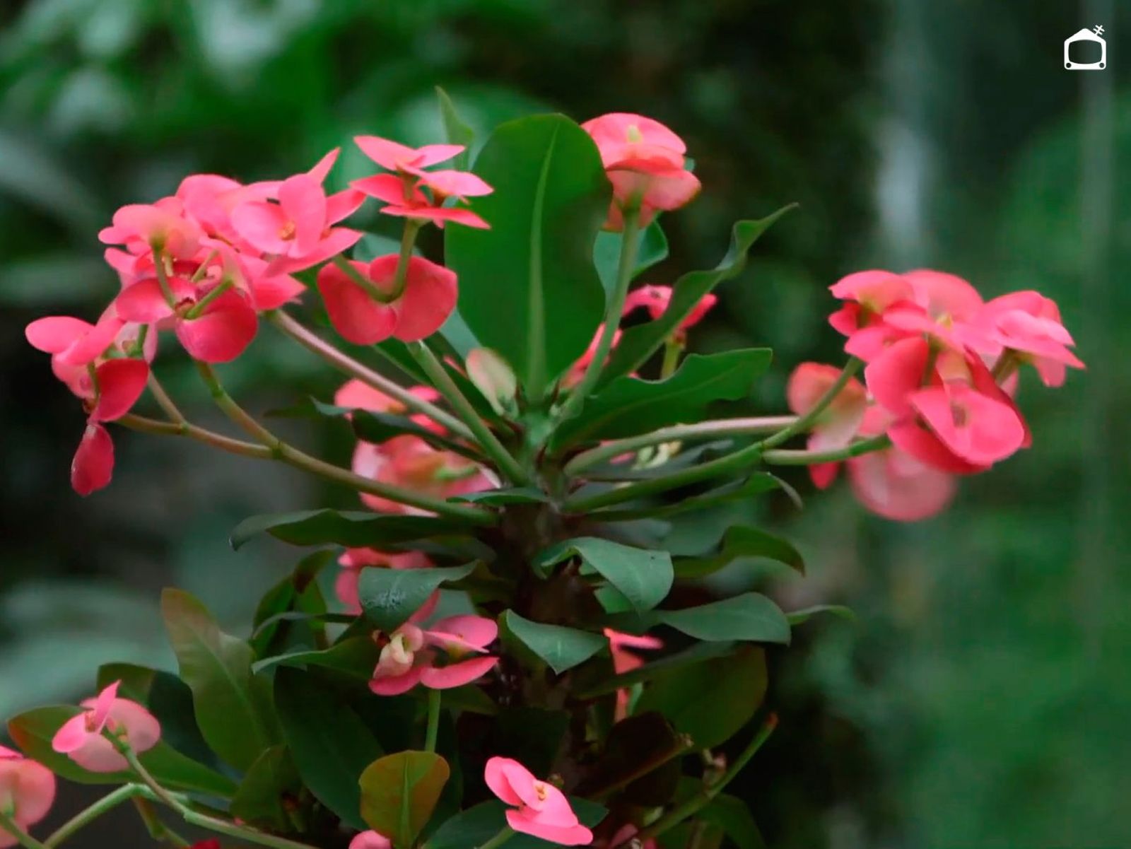 Euphorbia milii.