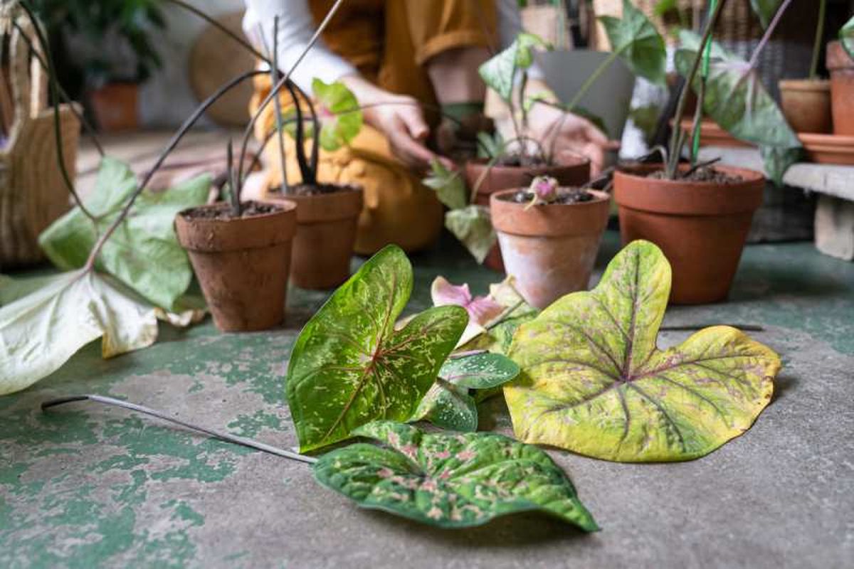 No es necesaria la poda