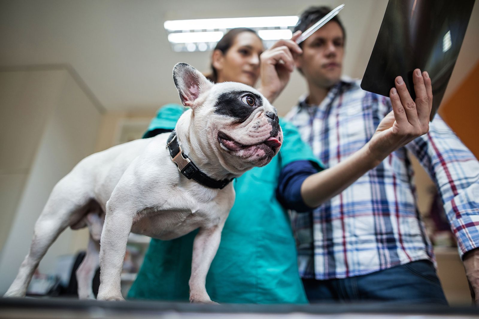mascotas perros tos veterinario