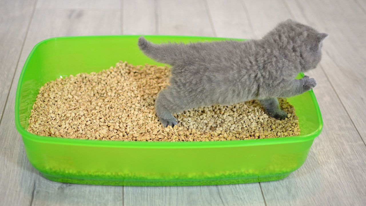 arena para gato