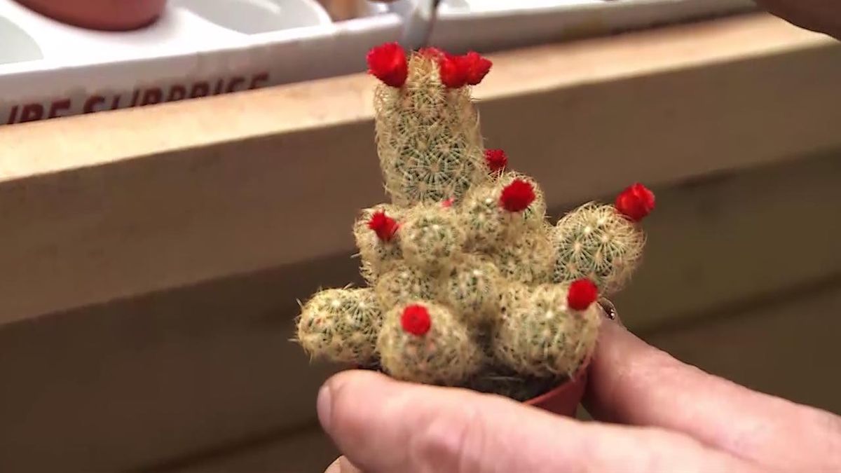 deco 565 plantas en miniatura cactus flores falsas