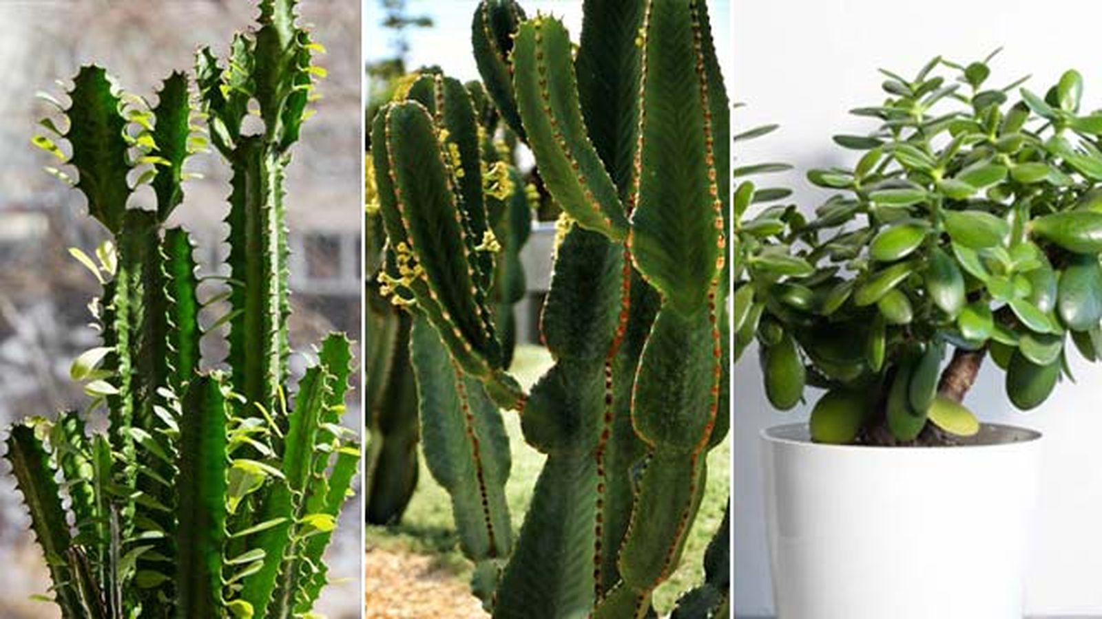 Euphorbia ingens euphorbia trigona crassula ovata