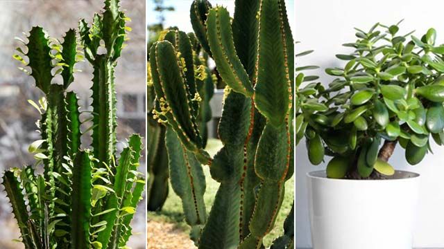 Euphorbia ingens euphorbia trigona crassula ovata