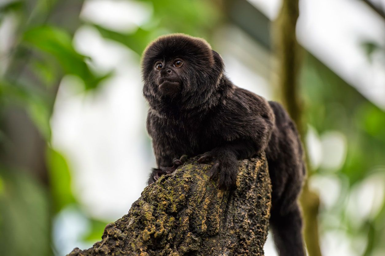 tipos de tit tamarino de goeldi
