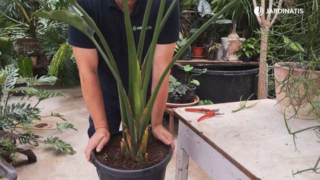 trasplante de la planta Strelitzia Augusta jardinatis