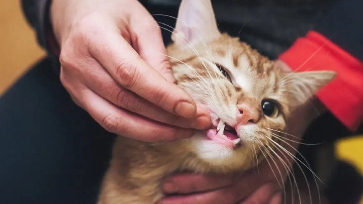 como darle una pastilla a un gato 4