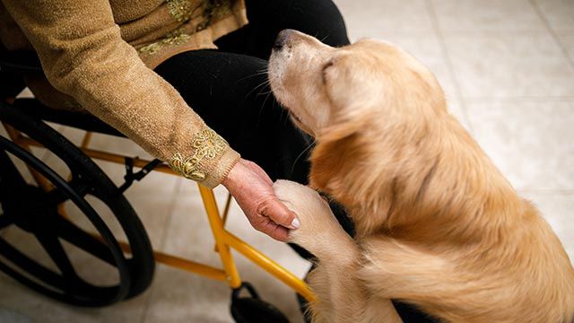 perro ayuda a señora