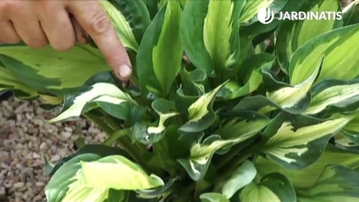 nueva variedad de hosta y hermosa deco 454 jardin