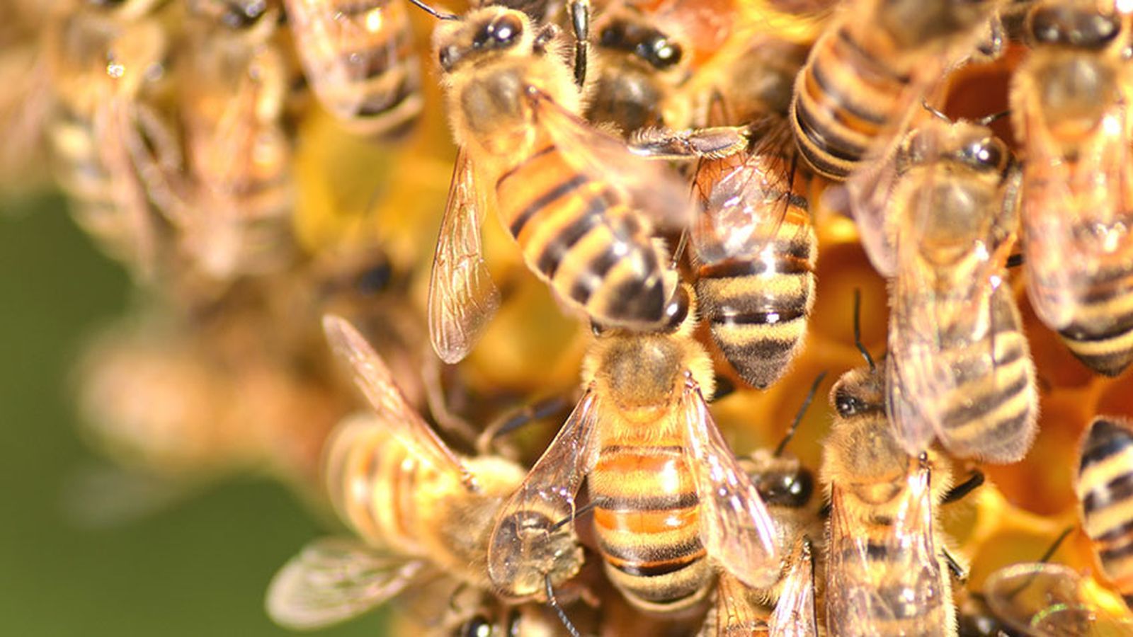 que pasaria si desaparecen abejas xl