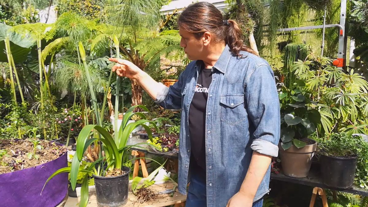 cuidados hippeastrum detalle