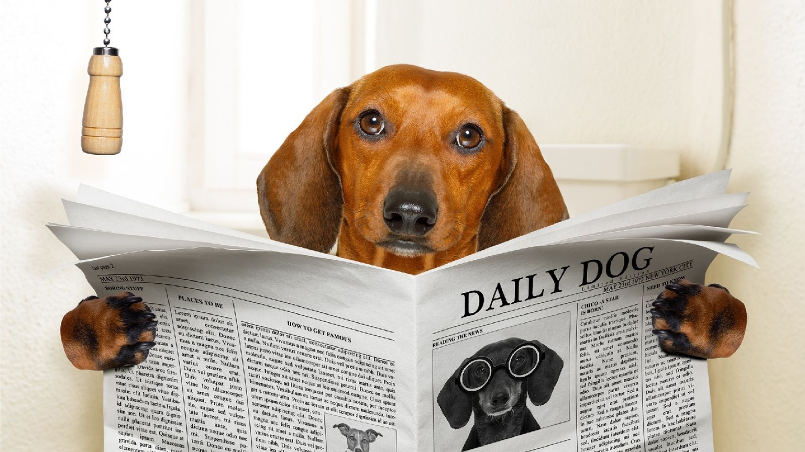 El estreñimiento canino puede afecta a todas las razas