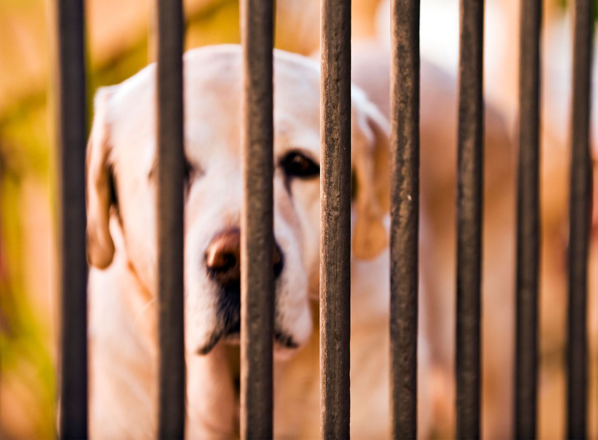 mascotas perros terapia centro penitenciario