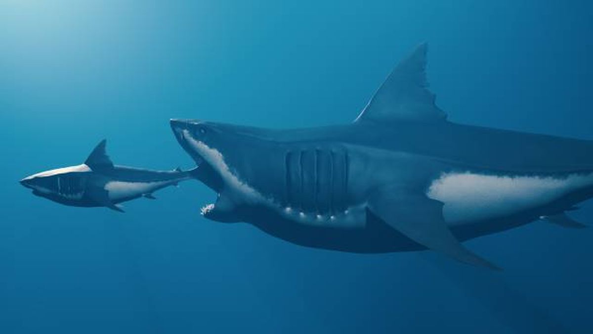 megalodon el tiburon extinto mas grande del mundo depredador ballenas
