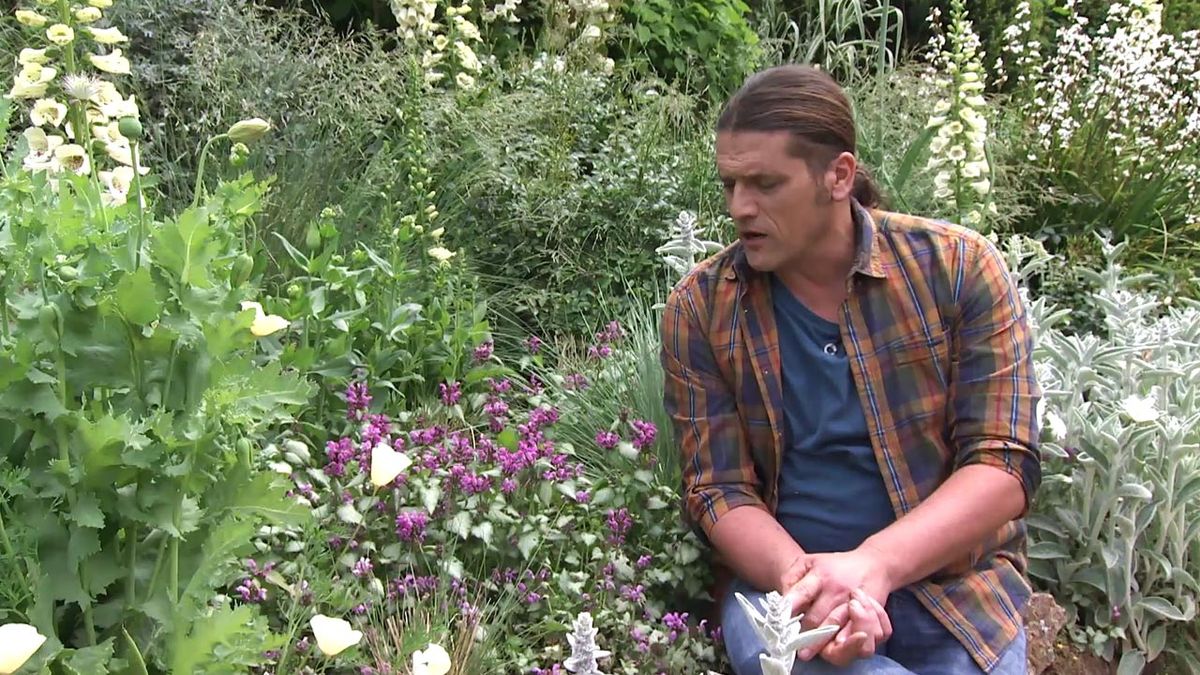 deco 740 jardineria lamium jardin