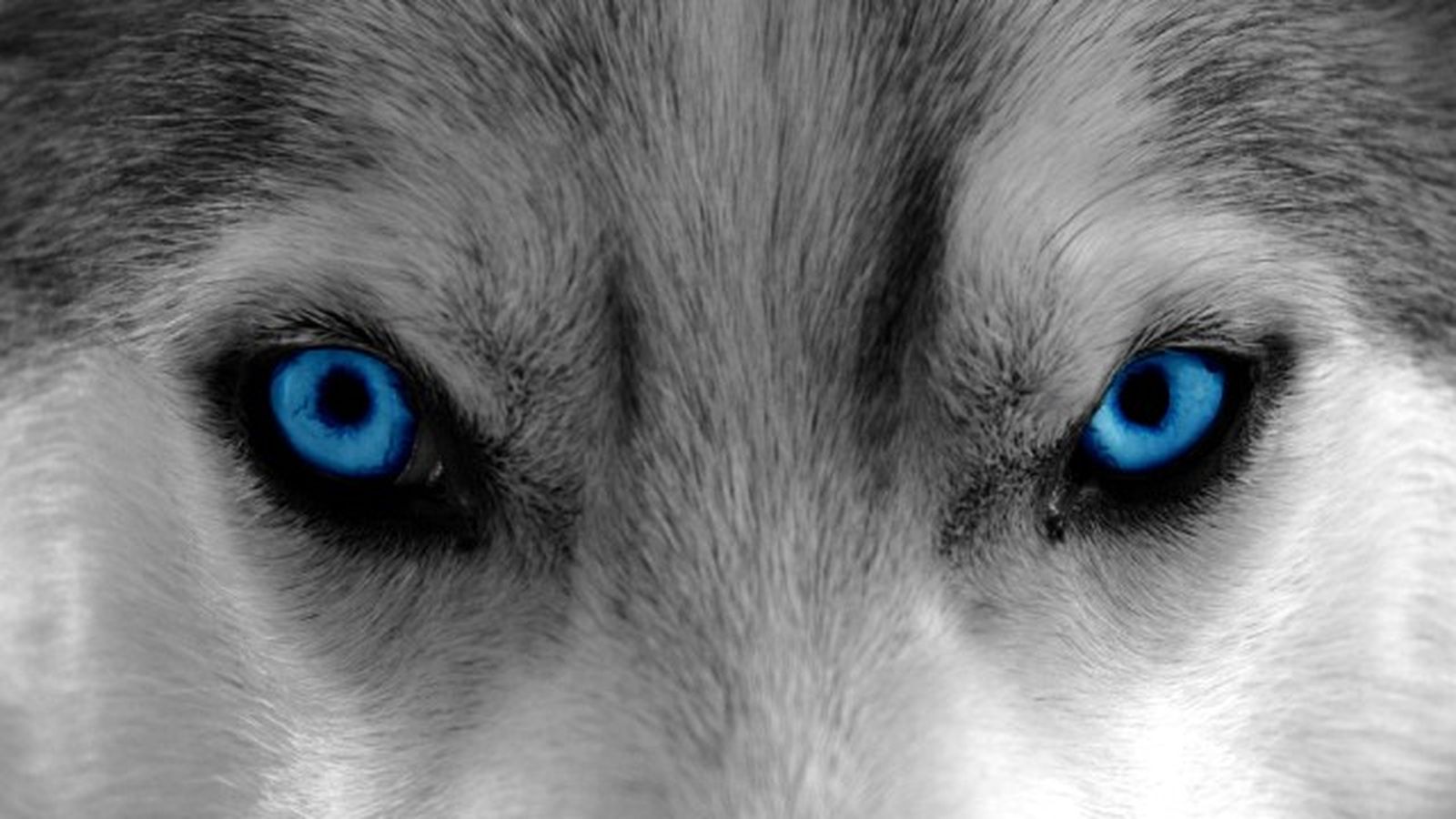 husky siberiano 5