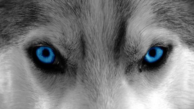 husky siberiano 5