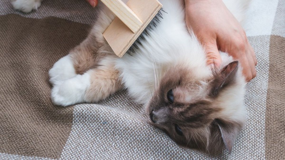 kit de limpieza para mascotas 3