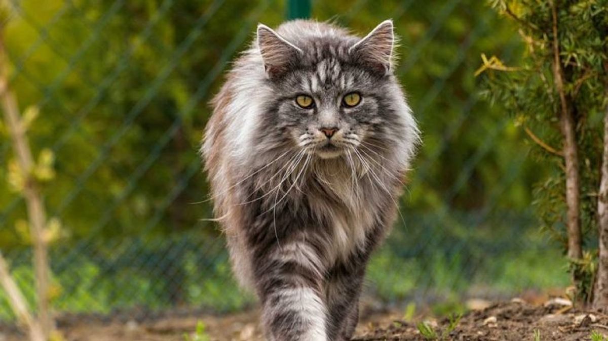 gatos mas grandes maine coon