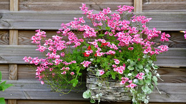 Diascia barberae
