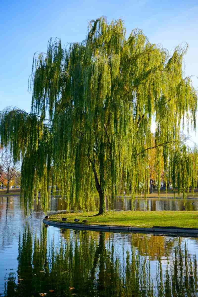 Salix babylonica.