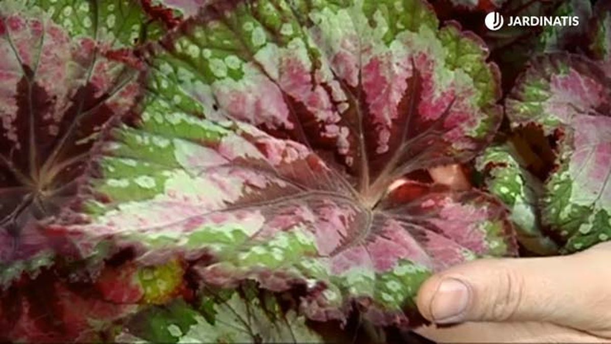 hoja llamativa de la begonia rex brico 688 jardinatis