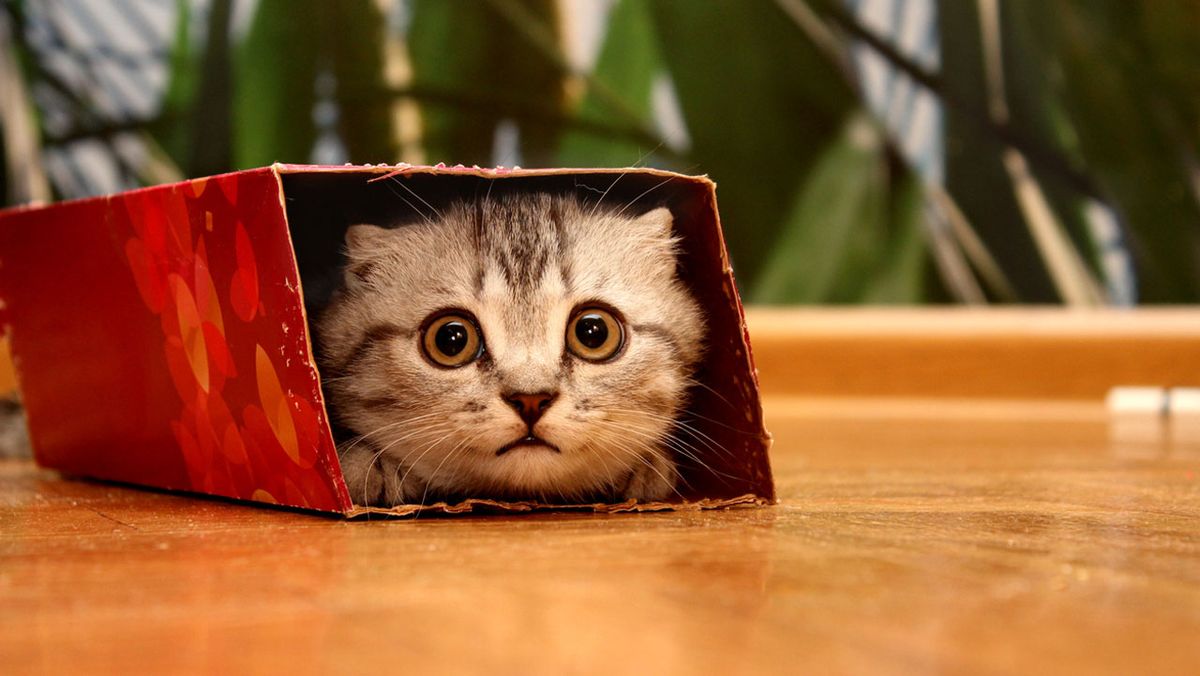 gato caja carton