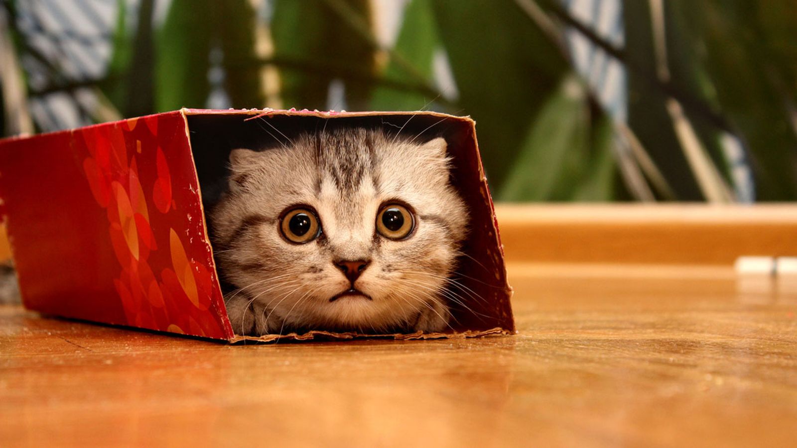 gato caja carton