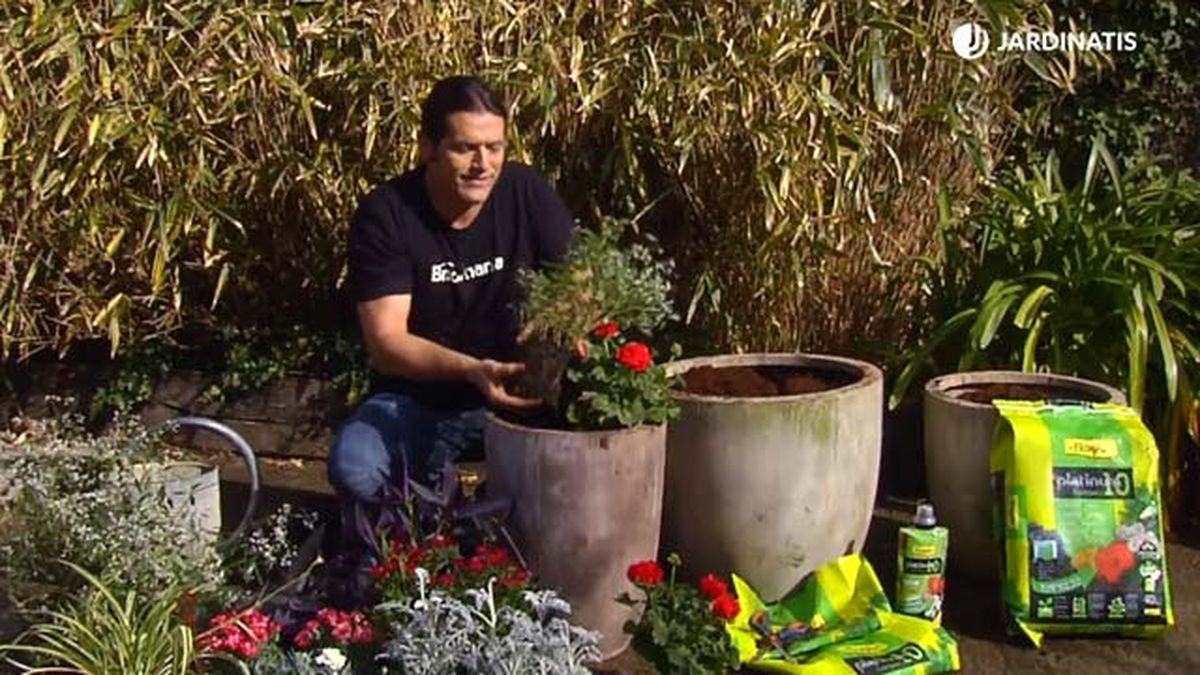 plantacion geranios de zona euphorbias diamond frost brico 868 jardinatis