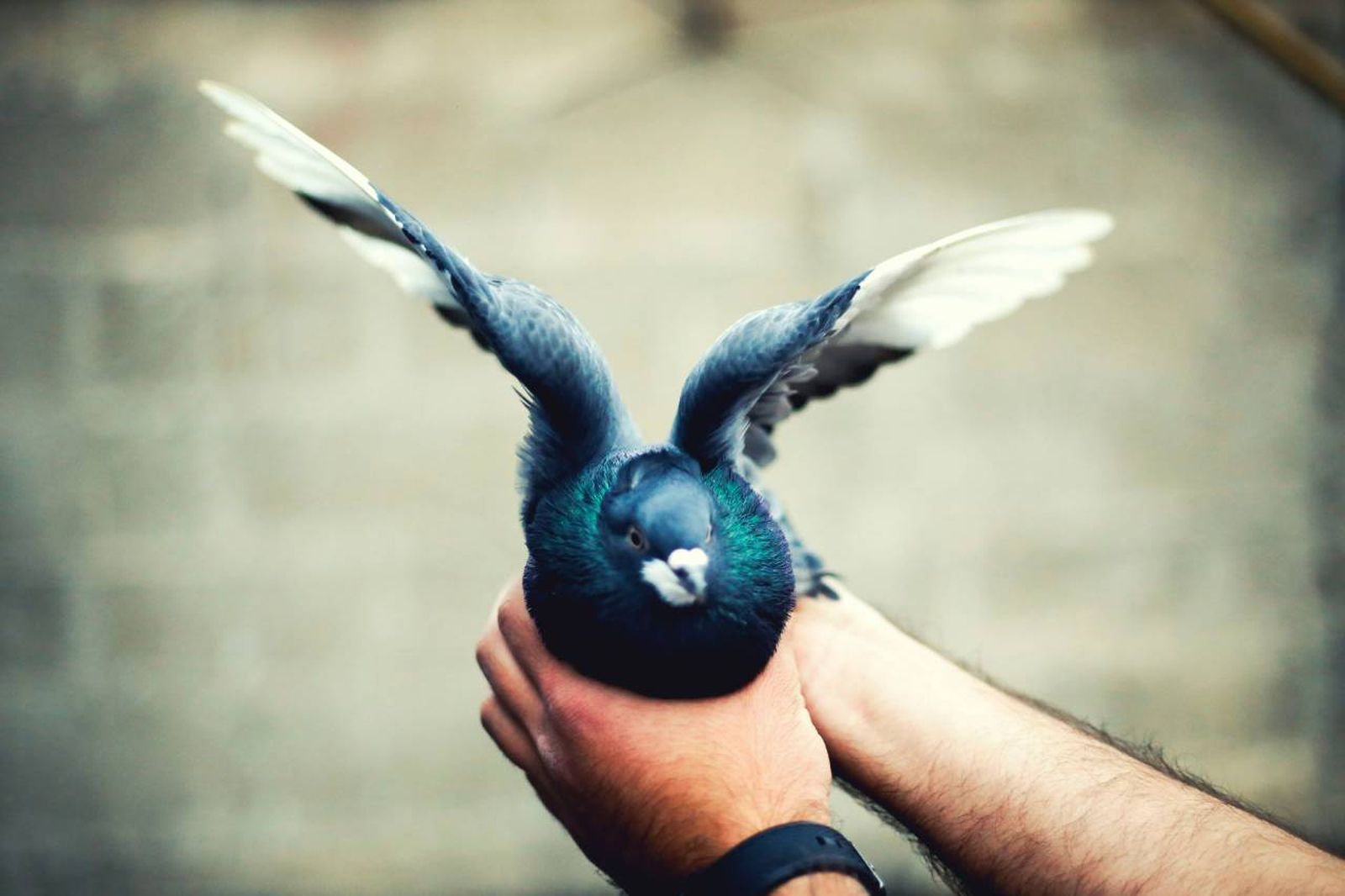 La colombofilia es el arte y la pasión por criar y entrenar palomas.