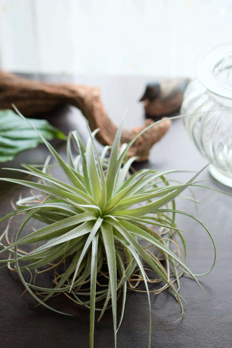 Tillandisia o clavel del aire