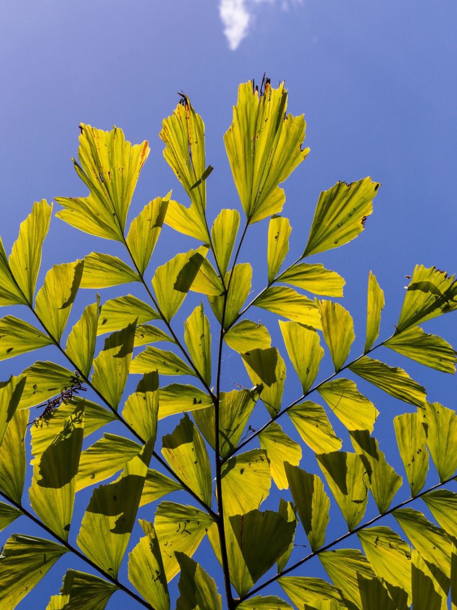 hojas de la Caryota mitis